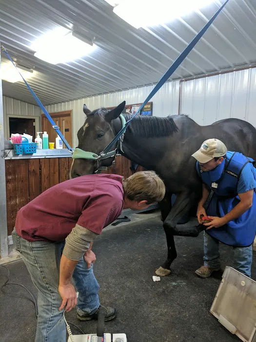King Veterinary Services Picture 1