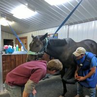 King Veterinary Services ico