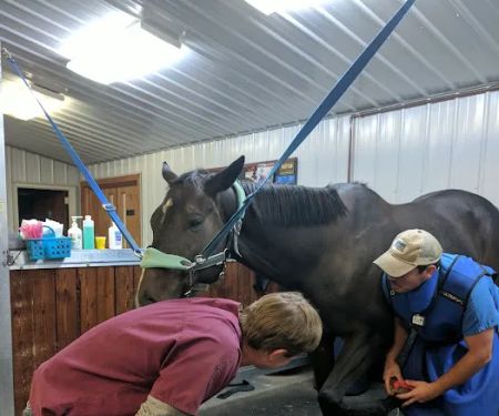 King Veterinary Services