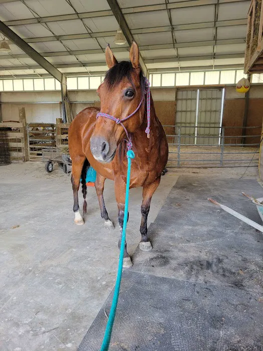 King Veterinary Services Picture 7