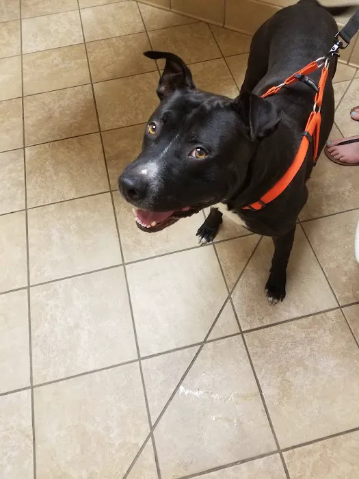 VCA Northwood Animal Hospital Picture 3