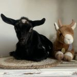 Hoof Beats Mobile Veterinary Services