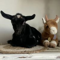 Hoof Beats Mobile Veterinary Services ico