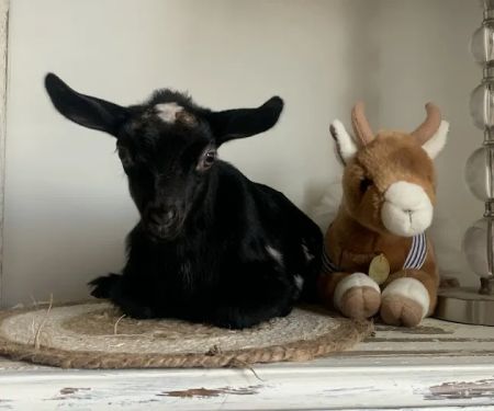 Hoof Beats Mobile Veterinary Services