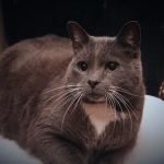 Animal Medical Center