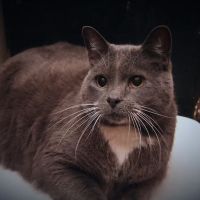 Animal Medical Center ico