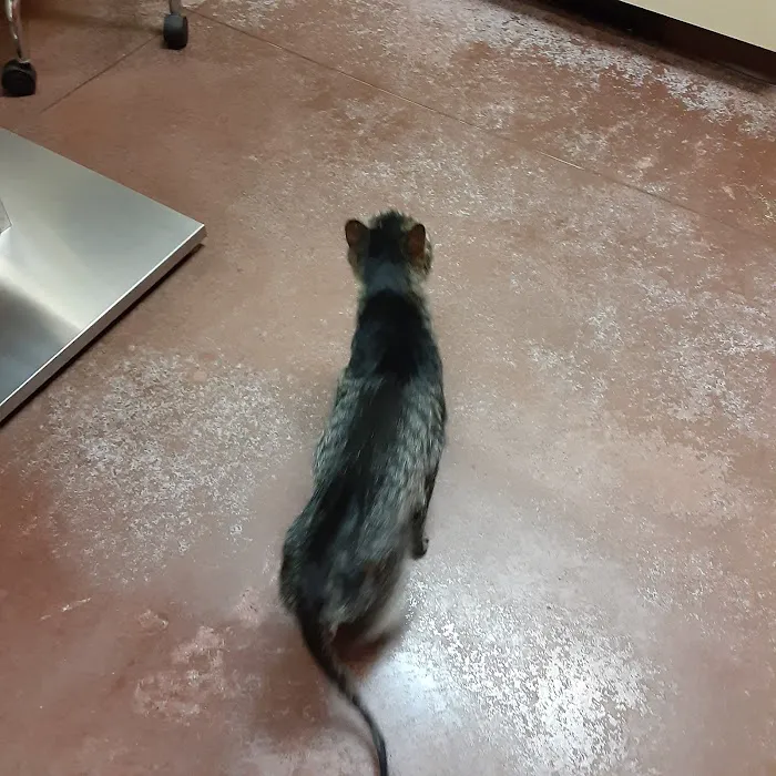Animal Medical Center Picture 7