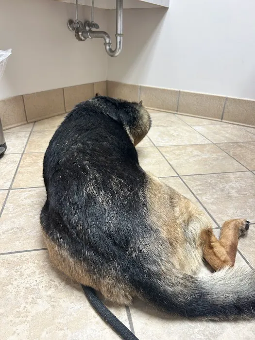 Animal Medical Center Picture 6