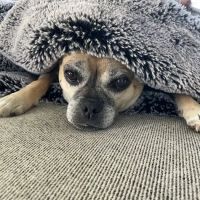Herrmann Veterinary Clinic ico