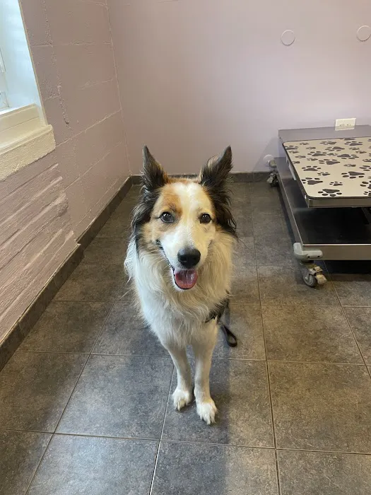 Herrmann Veterinary Clinic Picture 7