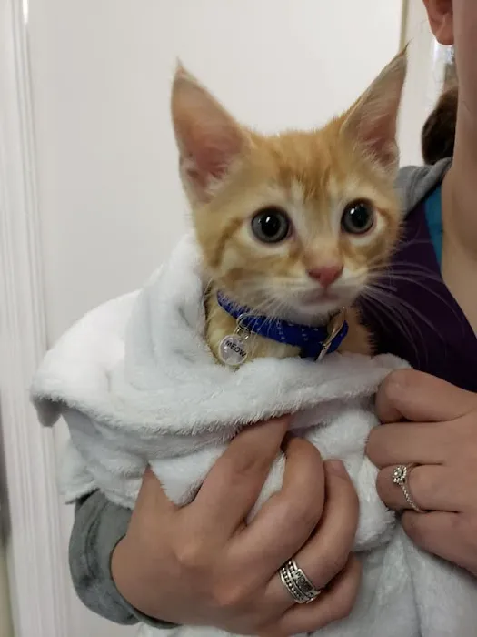 Cicero Veterinary Clinic Picture 3