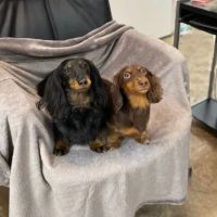Cicero Veterinary Clinic ico