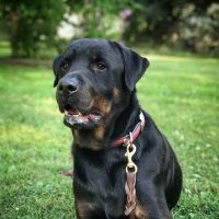 Noblesville Veterinary Clinic - Dr. Tim Fleck ico