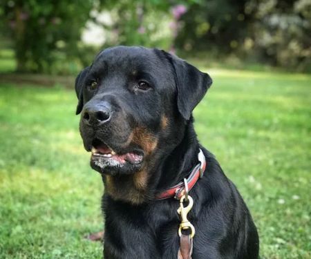 Noblesville Veterinary Clinic - Dr. Tim Fleck