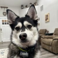 Noblesville Square Animal Clinic ico