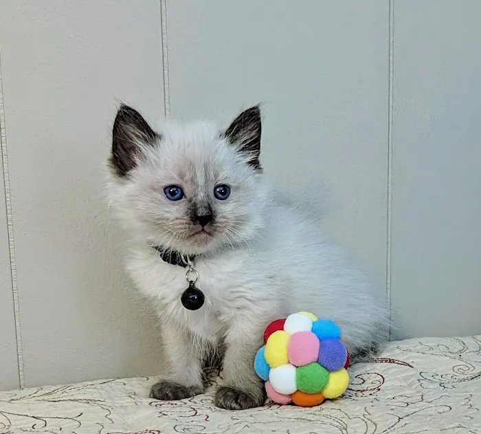 Knox Balinese Cattery Picture 5