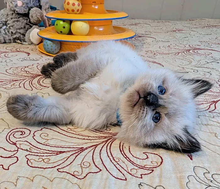 Knox Balinese Cattery Picture 7