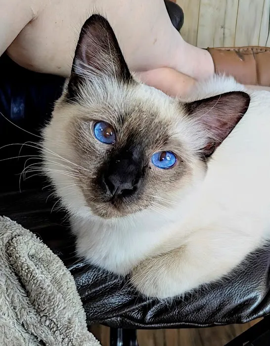 Knox Balinese Cattery Picture 6