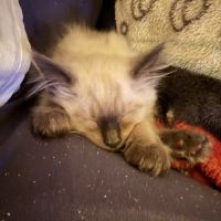 Knox Balinese Cattery ico