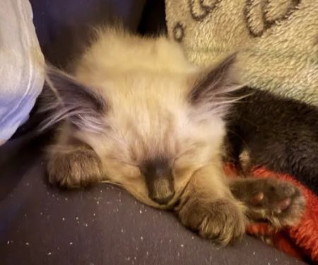 Knox Balinese Cattery