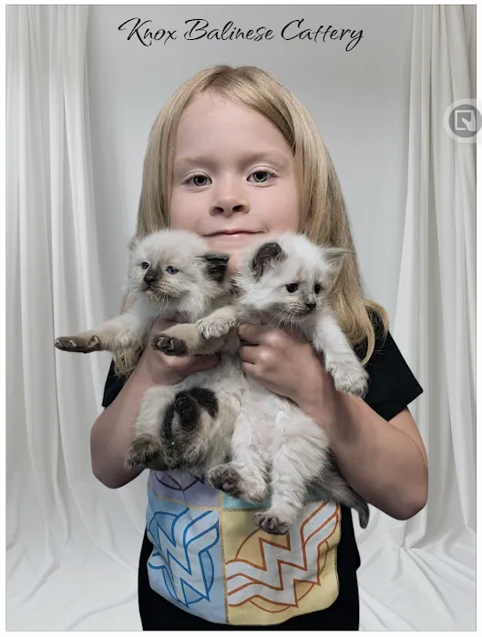 Knox Balinese Cattery Picture 8