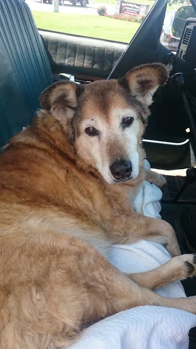 Four Loving Paws Veterinary Services Inc Picture 3