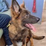 Crawfordsville Family Vet