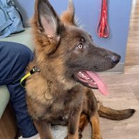 Crawfordsville Family Vet ico