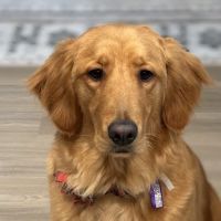 Thorntown Veterinary Clinic ico