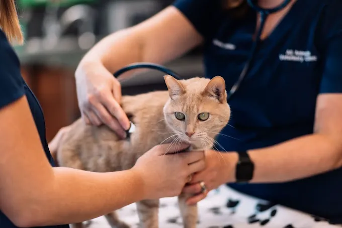All Animals Veterinary Clinic Picture 8
