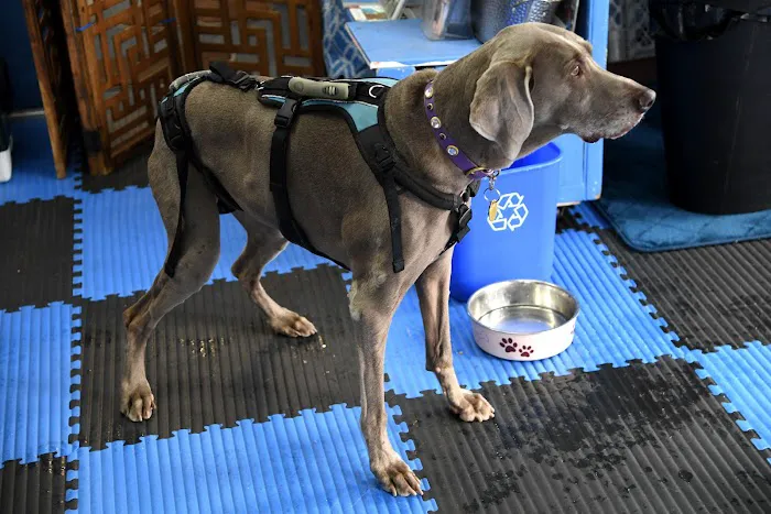 A Well Adjusted Pet, Inc. Picture 6