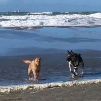 A Well Adjusted Pet, Inc. ico