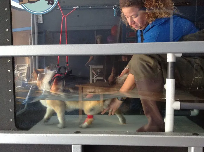 A Well Adjusted Pet, Inc. Picture 10