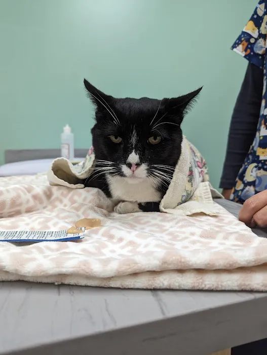 Coastal Cat Clinic Picture 8