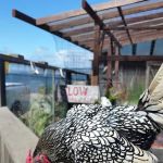 Coastal Cat Clinic