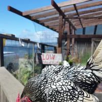 Coastal Cat Clinic ico