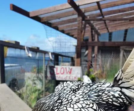 Coastal Cat Clinic