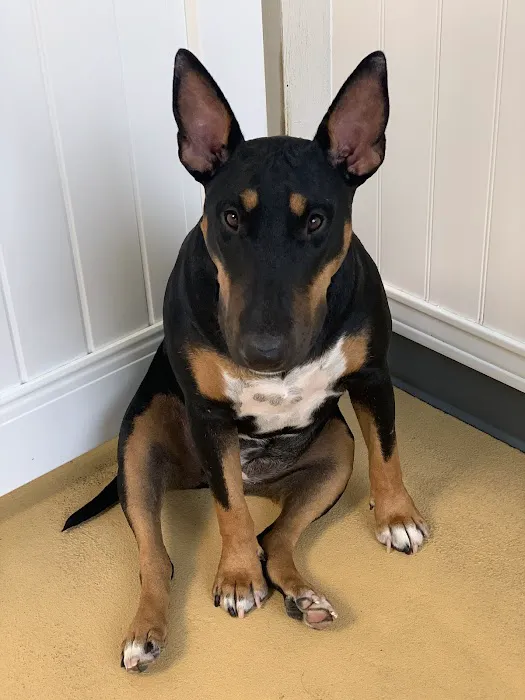 Pacifica Pet Hospital Picture 9