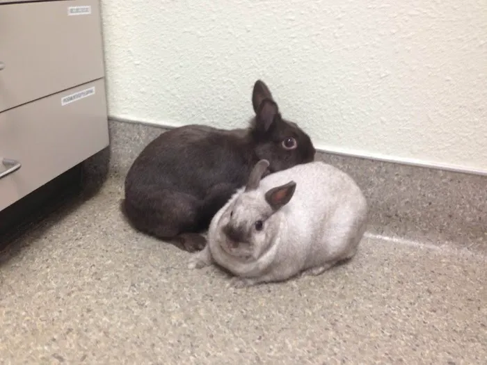Pacifica Pet Hospital Picture 2