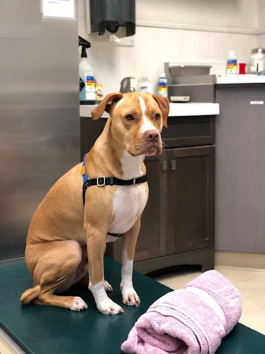 San Bruno Pet Hospital Picture 5