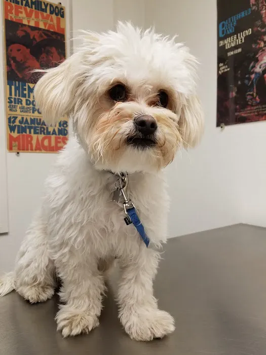 Masson Veterinary Hospital Picture 3