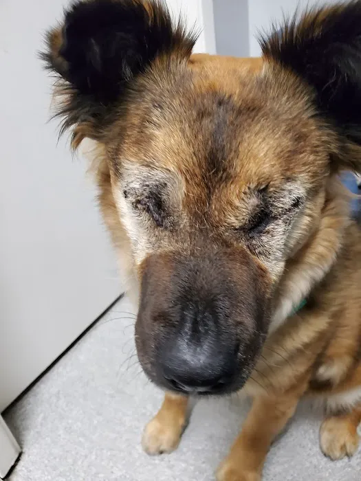 Masson Veterinary Hospital Picture 4