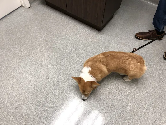 Masson Veterinary Hospital Picture 5