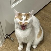 Millbrae Pet Hospital ico