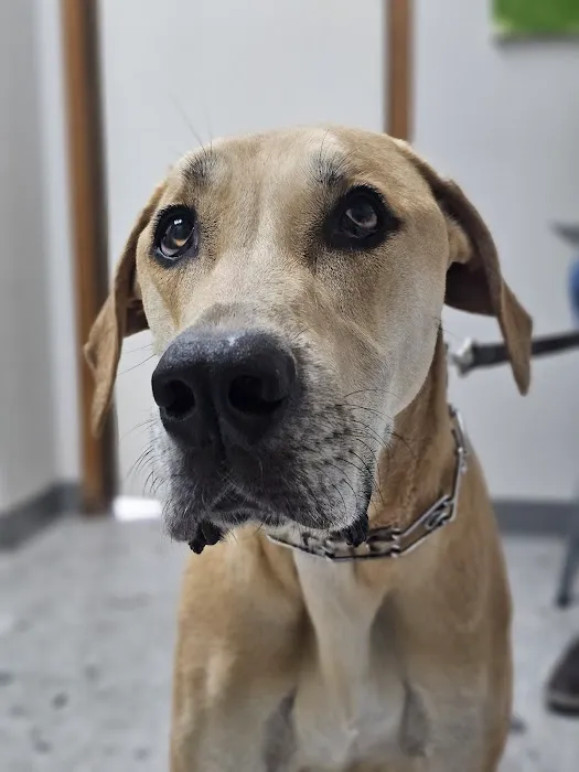 Millbrae Pet Hospital Picture 3