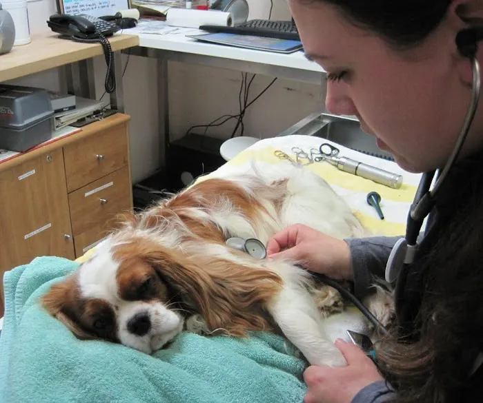 Linda Mar Veterinary Hospital Picture 3