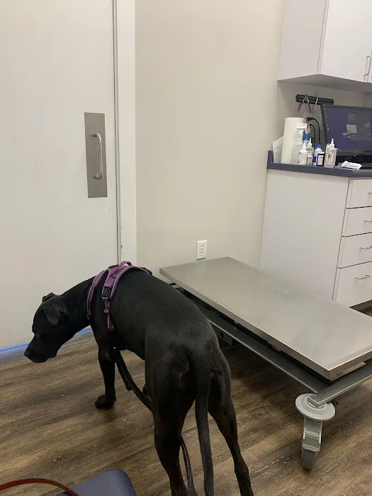 Levy Veterinary Hospital Picture 4