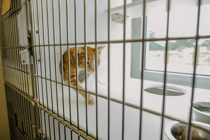Levy Veterinary Hospital Picture 6