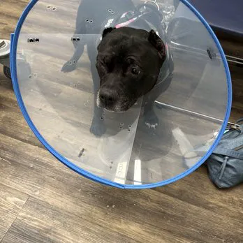 Levy Veterinary Hospital Picture 3