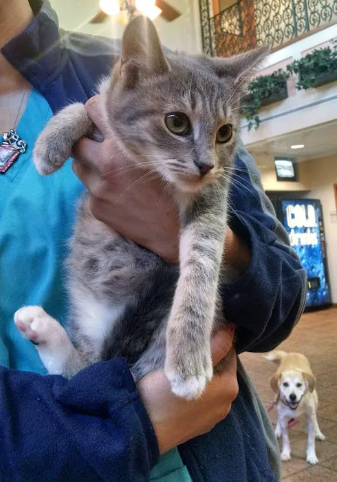 Metairie Small Animal Hospital - Kenner Clinic Picture 3